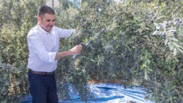 MEZİTLİ’DE HASAT EDİLEN ZEYTİNLER, KIZ ÇOCUKLARINA UMUT OLACAK