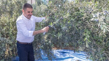 MEZİTLİ’DE HASAT EDİLEN ZEYTİNLER, KIZ ÇOCUKLARINA UMUT OLACAK