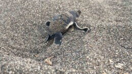 Çıkışlar tamamlandı, son yavrular denizle buluştu