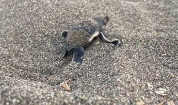 Çıkışlar tamamlandı, son yavrular denizle buluştu