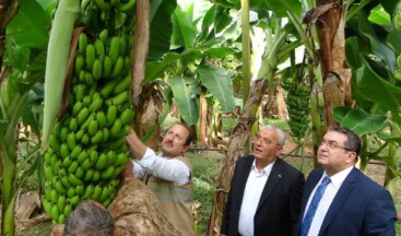 Muzun başkentinde hasat sezonu başladı: Tüketilen her iki muzdan biri Mersin’den