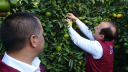 Narenciyenin başkentinde zararlıya karşı biyolojik başarı
