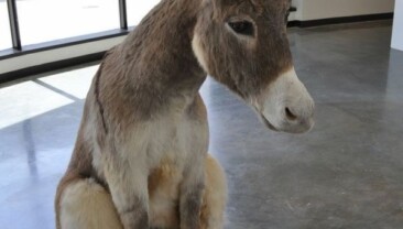 Türkiye’de eşek sayısı son 19 yılda %81 azalarak 60 bin 332 oldu.  (TÜİK)