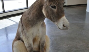 Türkiye’de eşek sayısı son 19 yılda %81 azalarak 60 bin 332 oldu.  (TÜİK)