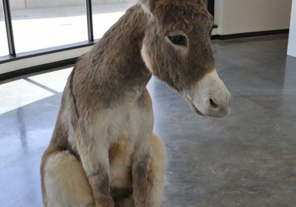 Türkiye’de eşek sayısı son 19 yılda %81 azalarak 60 bin 332 oldu.  (TÜİK)